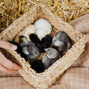 Bamboo Storage Basket — Large · Natural