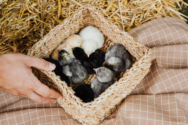Bamboo Storage Basket