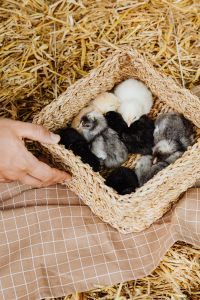 Bamboo Storage Basket